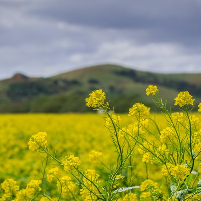 Black mustard (Brassica nigra), Coyote Hills Regional Park, San Francisco Bay, California.