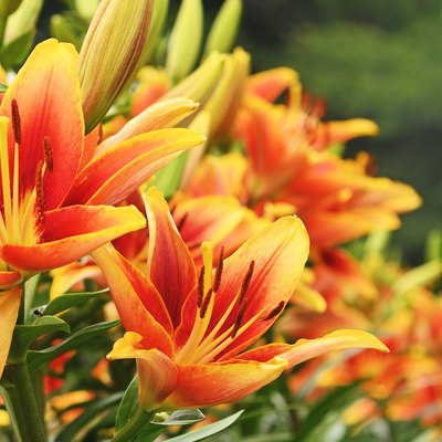 Close-Up Of Orange Flowering Plant