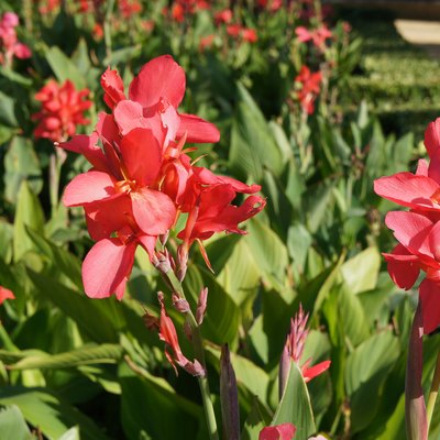 Canna indica or kana firebird red flowers