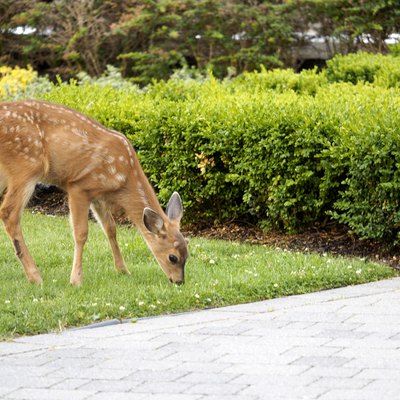 Baby Deer - Fawn in the backyard munching on the grass