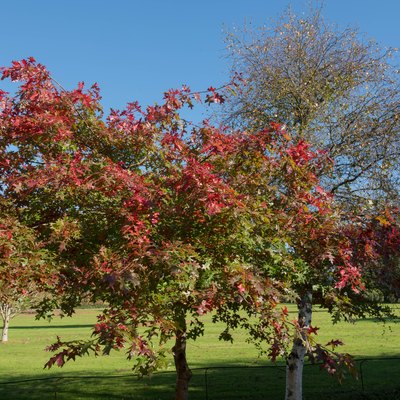 Autumn Coloured Leaves of a Pin Oak or Swamp Spanish Oak Tree (Quercus palustris)