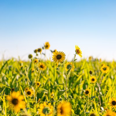 Beautiful shot of blooming bright yellow sunflower on a field