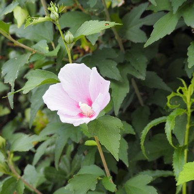 Pale pink cotton rose or confederate rose (hibiscus mutabilis) flower blooming in summer garden