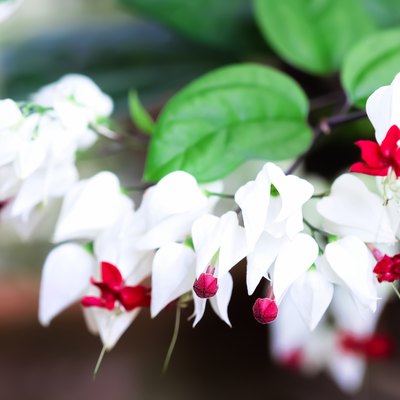 White + red flowers of a bleeding heart vine (Clerodendrum thomsoniae).
