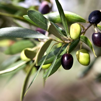 Closeup of Tuscan olive branch.