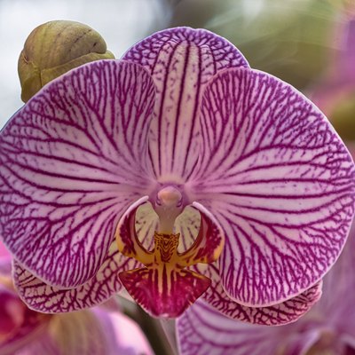 Orchids | Hunker
