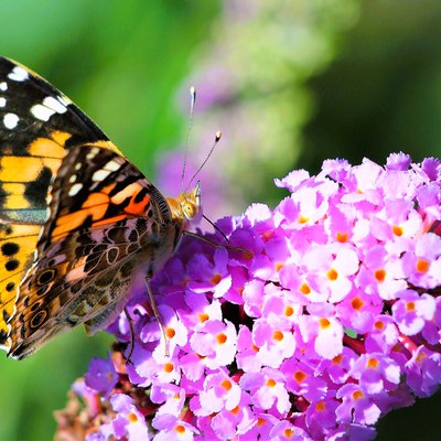 Painted Lady Butterfly on butterfly bush