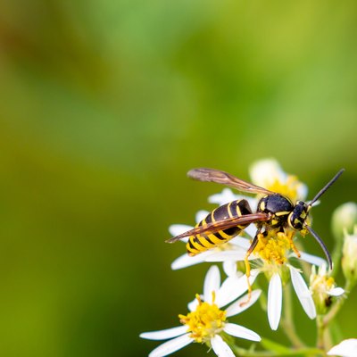 Yellowjacket pollinating a flower.