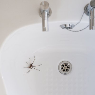 Giant House Spider In A Bathroom