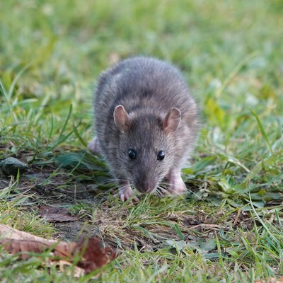 Front view of a brown rat walking through grass.