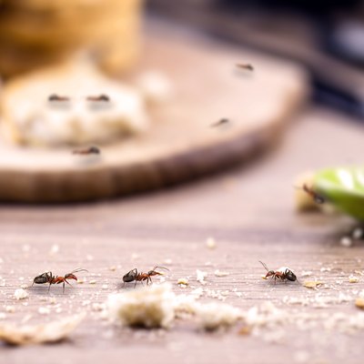 Ants attracted by crumbs on kitchen table or countertop.