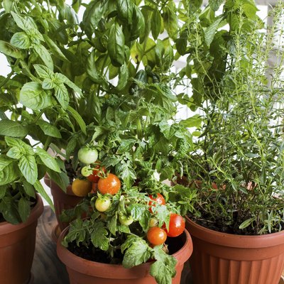 Growing Tomatoes | Hunker