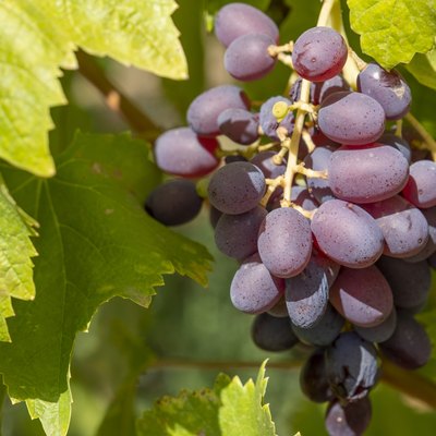 Close-up on a ripe bunch of red purple grapes
