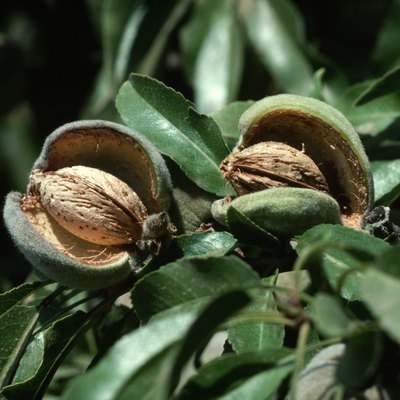 Almonds With Open Hull on Tree