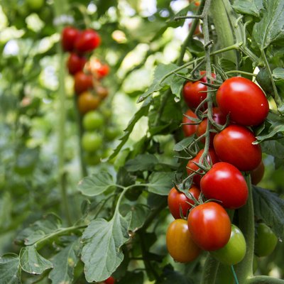 Growing Tomatoes | Hunker
