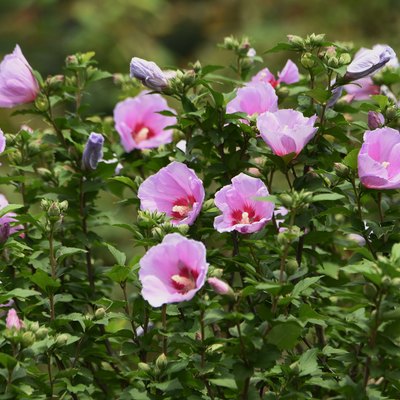 Rose of sharon flowers
