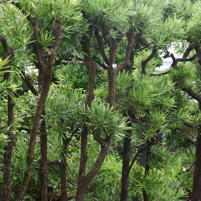 Yew plum pine ( Podocarpus macrophyllus) leaves and berries.