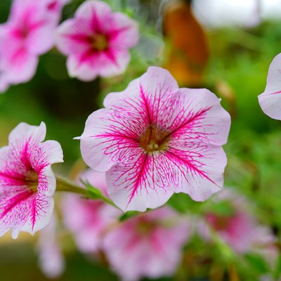 Close-up Pink Petunia Flower