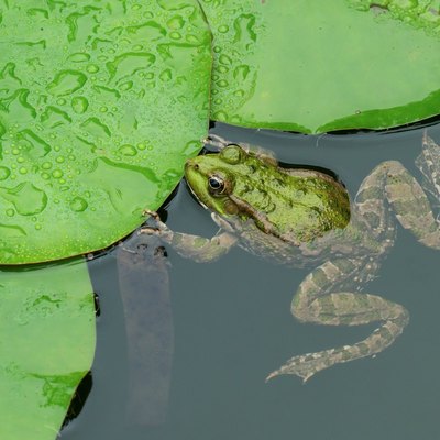 Closeup of green frog in garden pond.