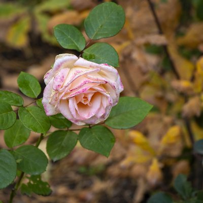Withering pink rose on a background of autumn foliage Soft focus Concept of withering, autumn sadness