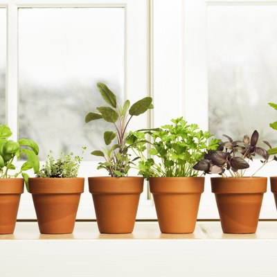 Indoor herb garden in terra-cotta pots by window.