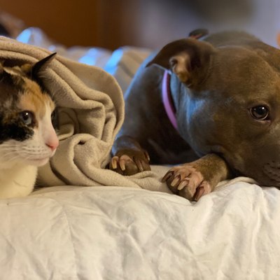 Blanket-snuggling dog and cat.