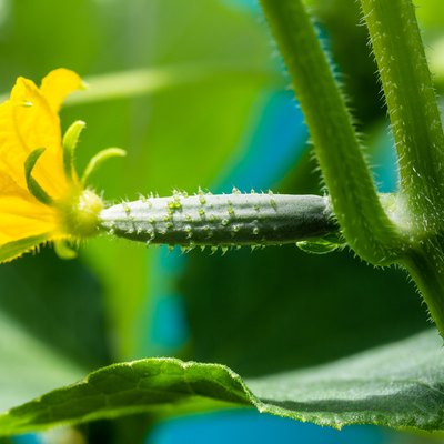 Yellow flower on small cucumber plant.
