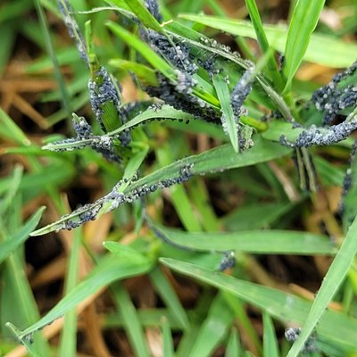 Grass With Slime Mold