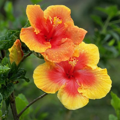 Dew-Covered Yellow and Red Hibiscus Flowers