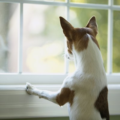 Pet Dog Looking Out Of Window