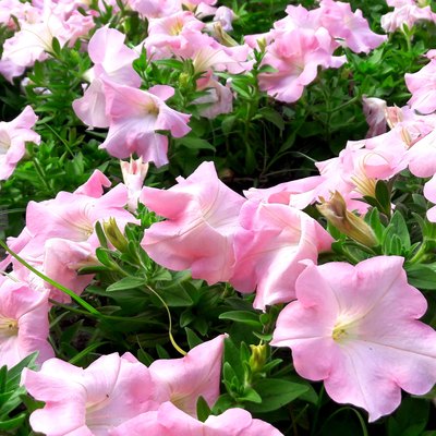 Colorful and bright blooming Petunia flowers (Petunia hybrida)