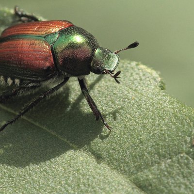 Japanese beetle (Popillia japonica) on a leaf.