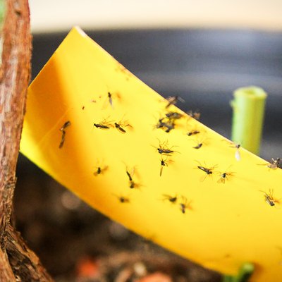 Closeup of fungus gnats stuck to yellow sticky tape.