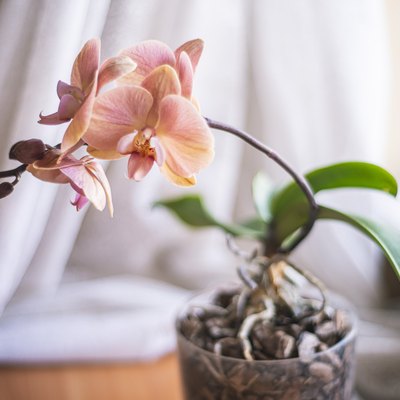 Phalaenopsis orchid flowers white pink,
