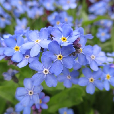 Bright-blue forget-me-not flowers.