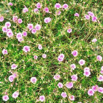 top view green and pink Portulaca grandiflora (Portulaca, Moss Rose, Sun plant, Sun Rose) for background