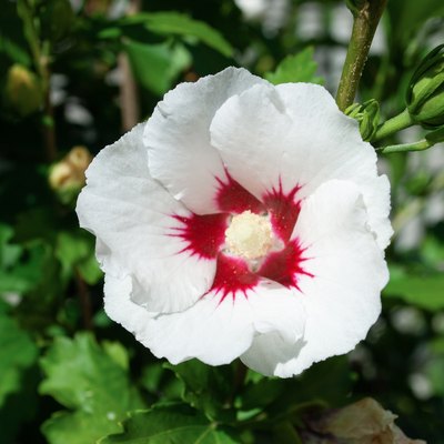 Rose mallow or Hibiscus syriacus white flower growing in summer garden, , soft selective focus