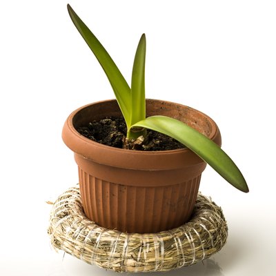 Green shoots growing from an amaryllis bulb.