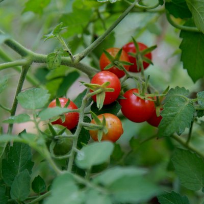 tomato plantation in bahia