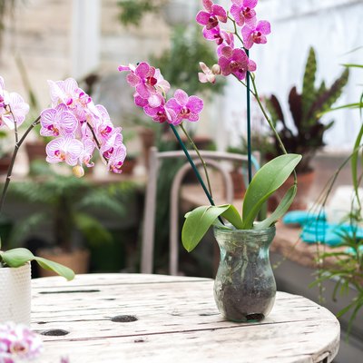 Orchids in the garden. Blooming orchids in a winter diy glass garden