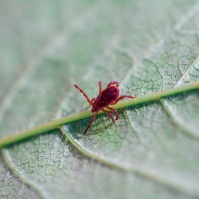 Pests, Weeds & Problems | Hunker