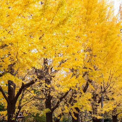 A row of canary yellow ginkgo trees in fall.