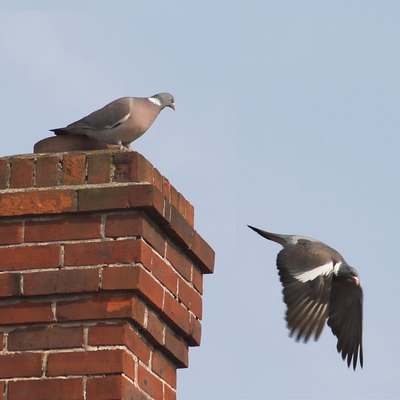 Chimney With Pigeons