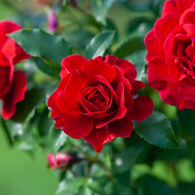 Lady Ryder of Warsaw rich crimson red roses.