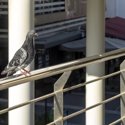Pigeon on balcony railing.