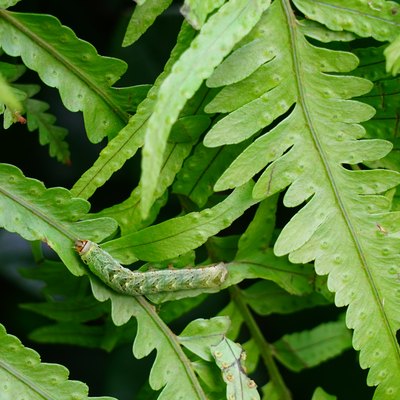 Green Caterpillar On Fern