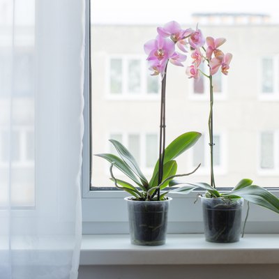 beautiful orchids on windowsill