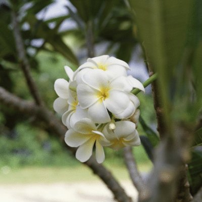 Plumeria can reach a potential mature height of 25 feet, but each has a different annual growth rate.