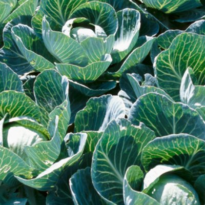 Cabbage plants.