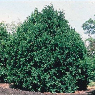 How To Prune An Emerald Green Arborvitae Hunker